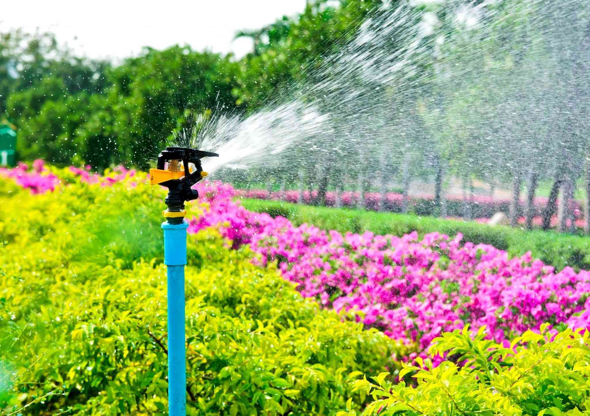 sprinkler watering purple flowers and shrubs in a park